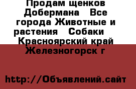 Продам щенков Добермана - Все города Животные и растения » Собаки   . Красноярский край,Железногорск г.